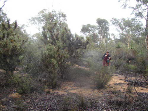 Image of Xanthorrhoea drummondii by (c) Tony Rebelo, some rights reserved (CC BY-SA)