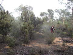 Xanthorrhoea drummondii