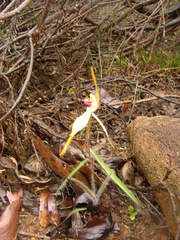 Caladenia longiclavata