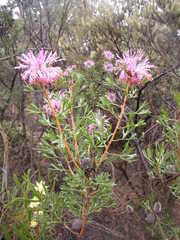 Isopogon
