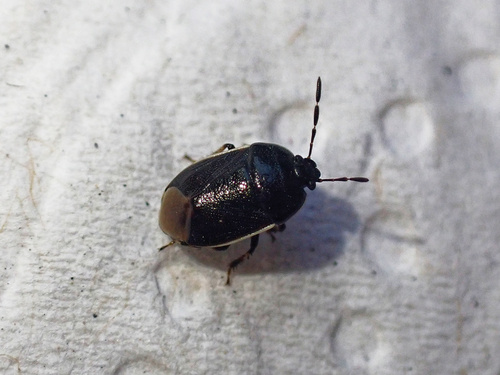Adomerus maculipes