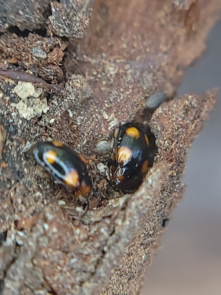 Mycetina hornii