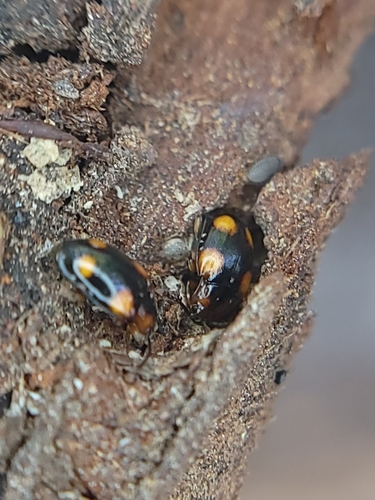 Mycetina hornii