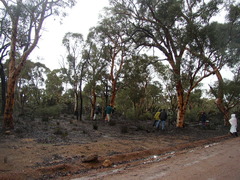 Eucalyptus marginata