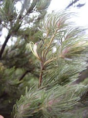 Adenanthos