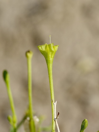 Image of Acleisanthes parvifolia by (c) Michelle W. （鍾偉瑋）, some rights reserved (CC BY)