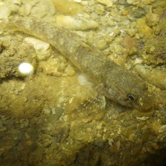 Protogobius photo 5