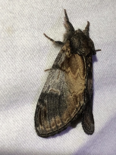 Pacific Prominent Moth