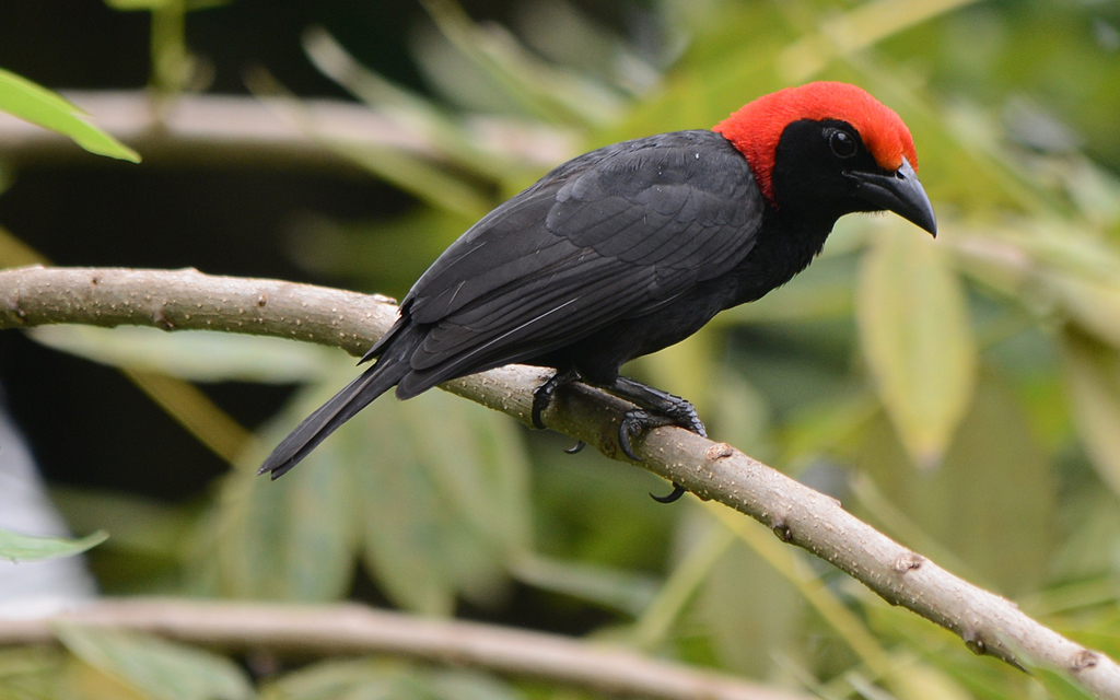 Red-headed Malimbe (Malimbus rubricollis) photo