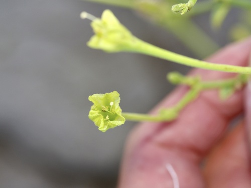 Image of Acleisanthes parvifolia by (c) Michelle W. （鍾偉瑋）, some rights reserved (CC BY)