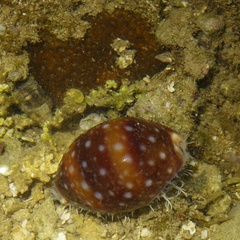 Lyncina vitellus