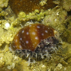 Lyncina vitellus