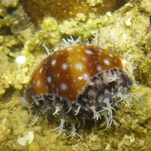 Calf Cowry
