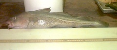 Gadus morhua