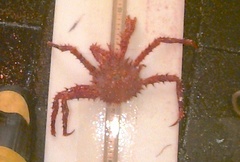Lithodes maja