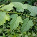 Rubus lambertianus - Photo (c) 歐陽秀華, algunos derechos reservados (CC BY-NC), subido por 歐陽秀華