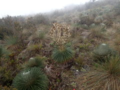 Espeletia jahnii