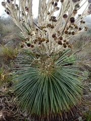 Espeletia jahnii