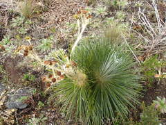 Espeletia jahnii