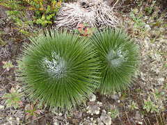 Espeletia jahnii