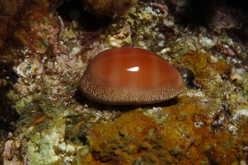 Carnelian Cowry