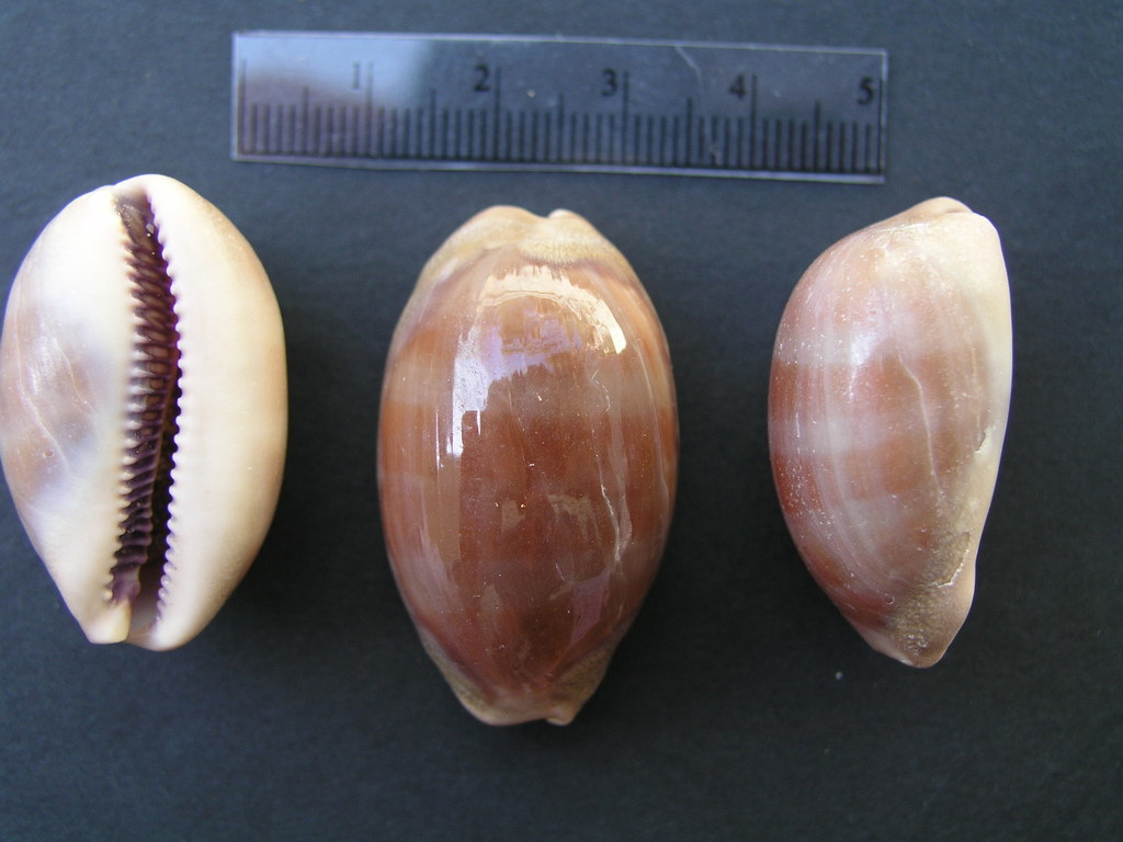 Carnelian Cowry