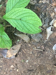 Heliotropium verdcourtii