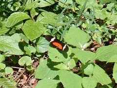 Heliconius clysonymus montanus