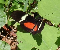 Heliconius clysonymus montanus