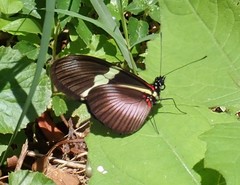 Heliconius clysonymus montanus