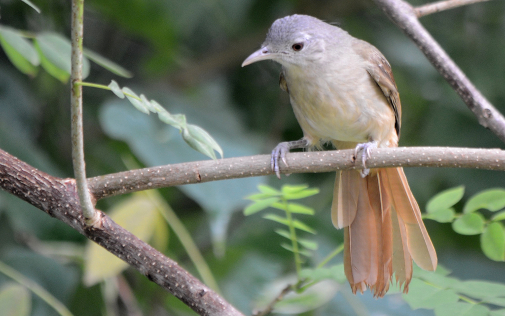 Leaf-Love