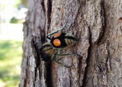 Hoplomutilla spinosa