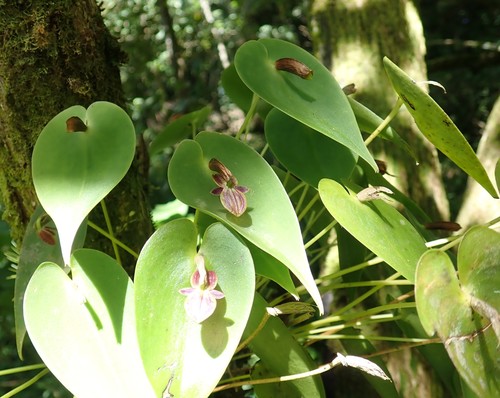 Phyllocardia Orchid