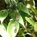 Pleurothallis phyllocardia - Photo (c) Asa Spade, some rights reserved (CC BY-NC), uploaded by Asa Spade
