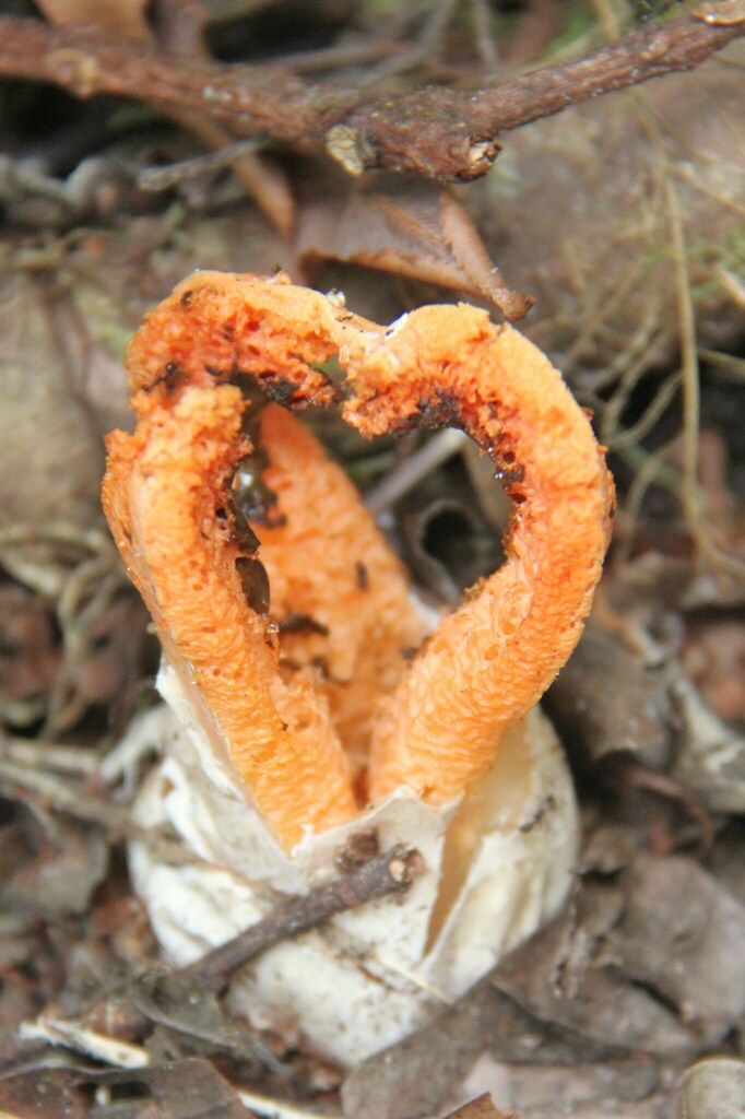Clathrus columnatus · October 2015 · photo: © yoannisd (iNaturalist, cc-by)