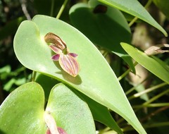 Pleurothallis phyllocardia