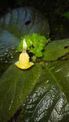 Christopheria xantha, photograph (c) Guillaume Delaitre, some rights reserved (CC BY)