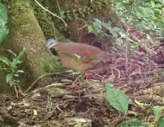 Zentrygon chiriquensis