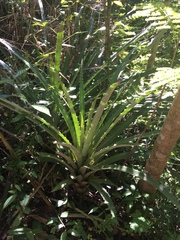 Bromelia pinguin
