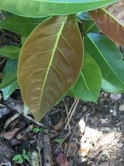 Coccoloba diversifolia