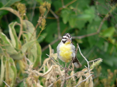 Emberiza poliopleura