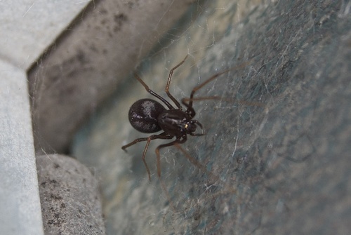 Brown Spitting Spider