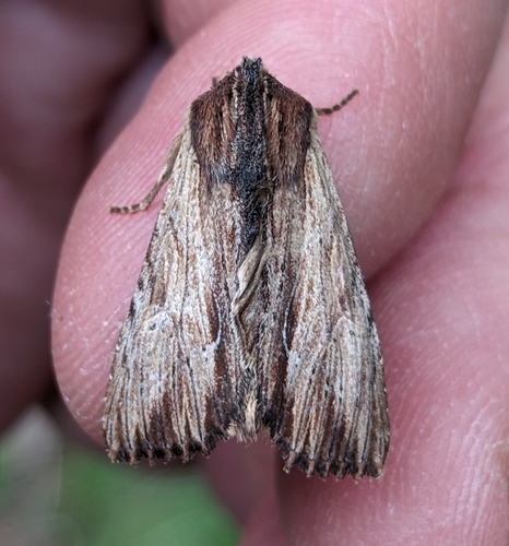 Apamea cuculliformis photo 2