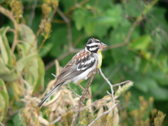 Emberiza poliopleura