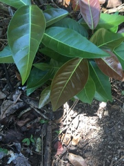 Coccoloba diversifolia