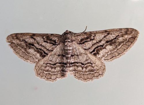 Stenoporpia excelsaria (Strecker, 1899)
