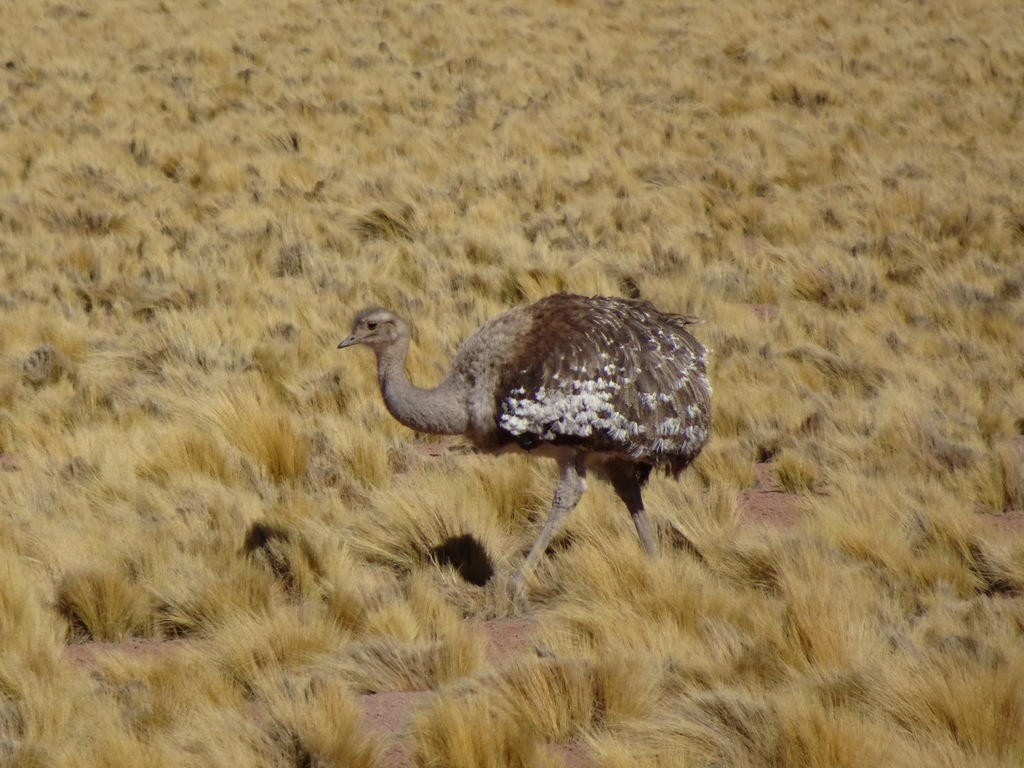 Lesser Rhea (Puna)