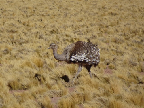 Lesser Rhea (Puna)