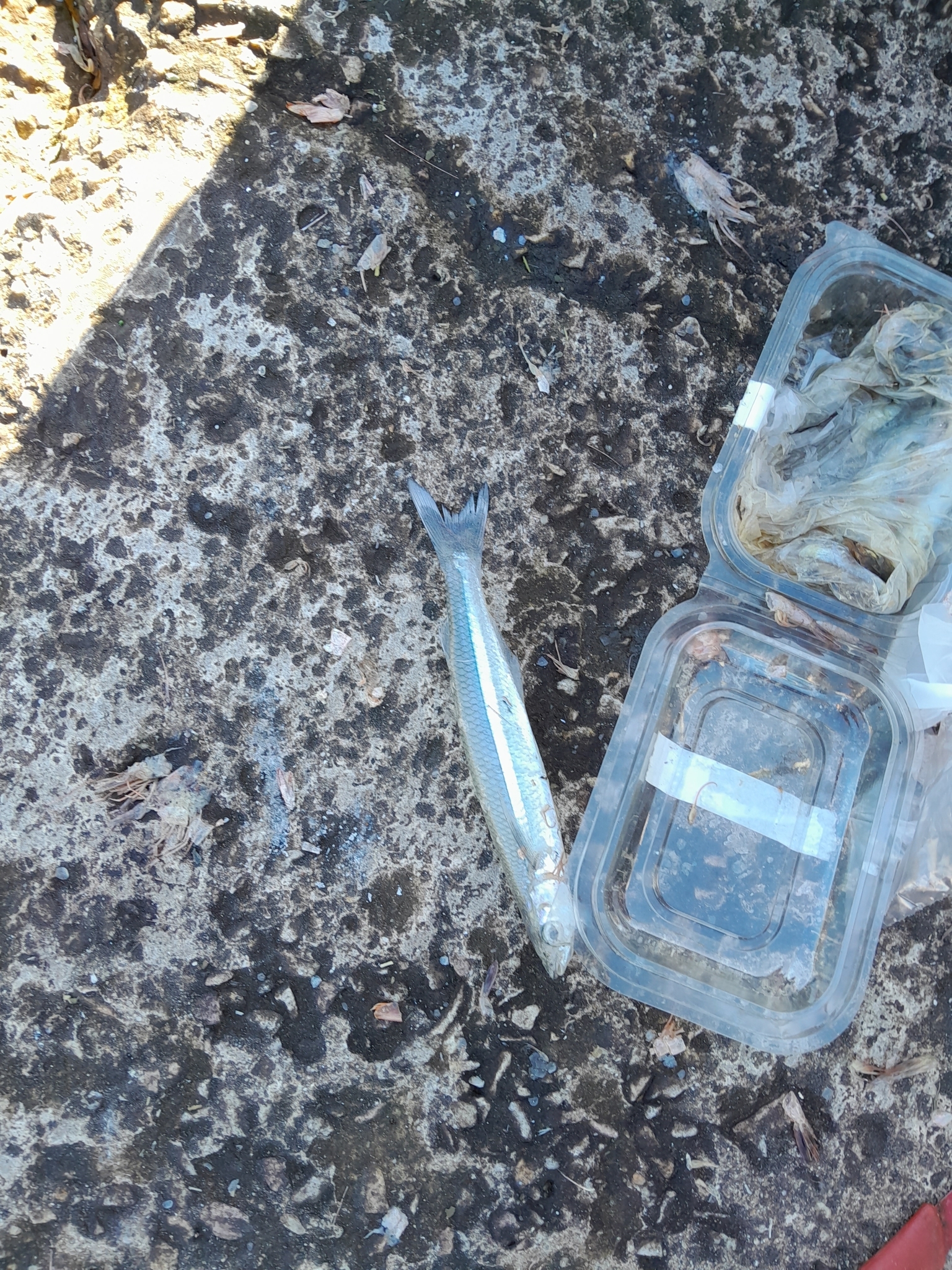 Argentinian Silverside photo 3