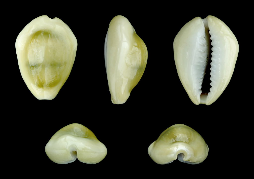 Money cowrie